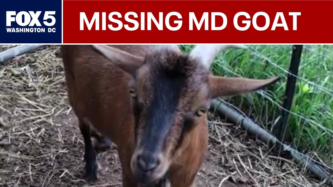 Search for missing goat underway in Montgomery County 