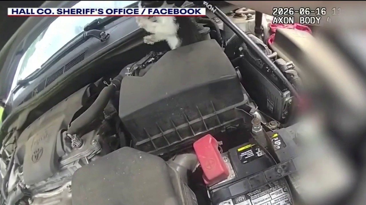 Hall County officer gets creative to get kitten out of engine
