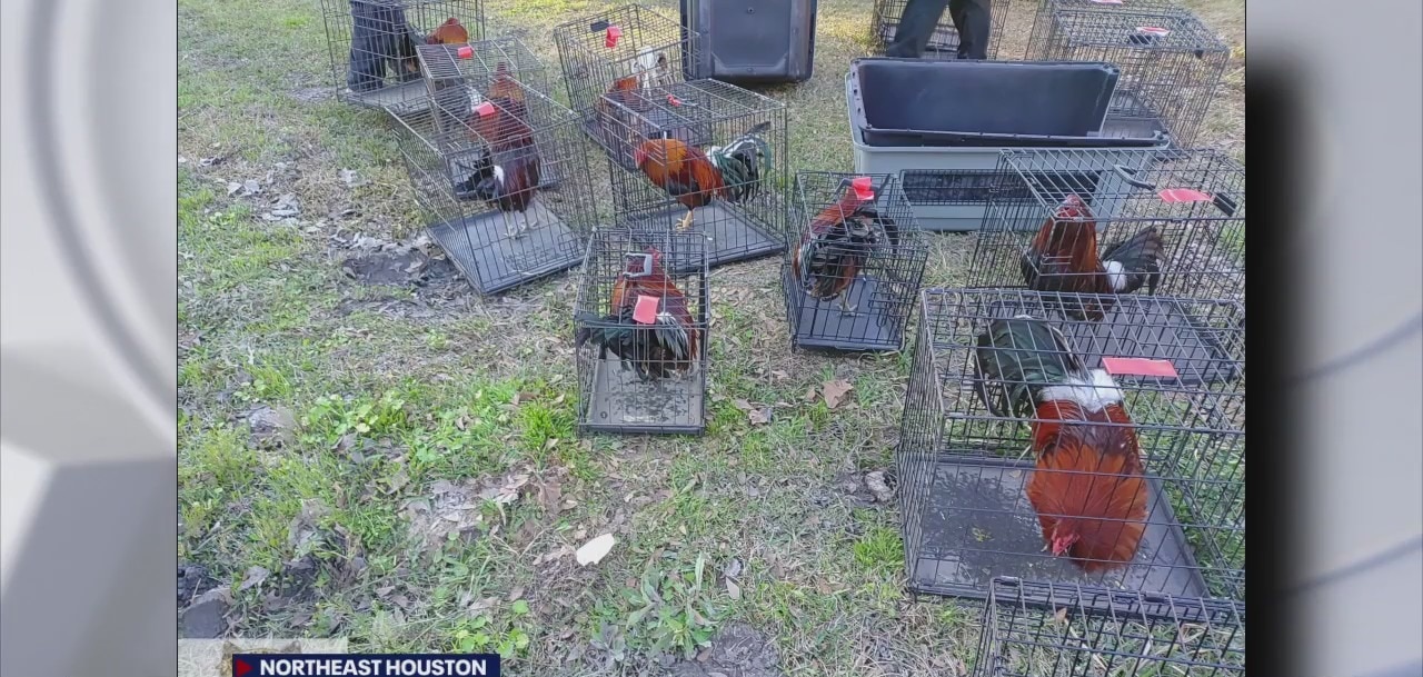 Harris County authorities crack down on cock-fighting ring