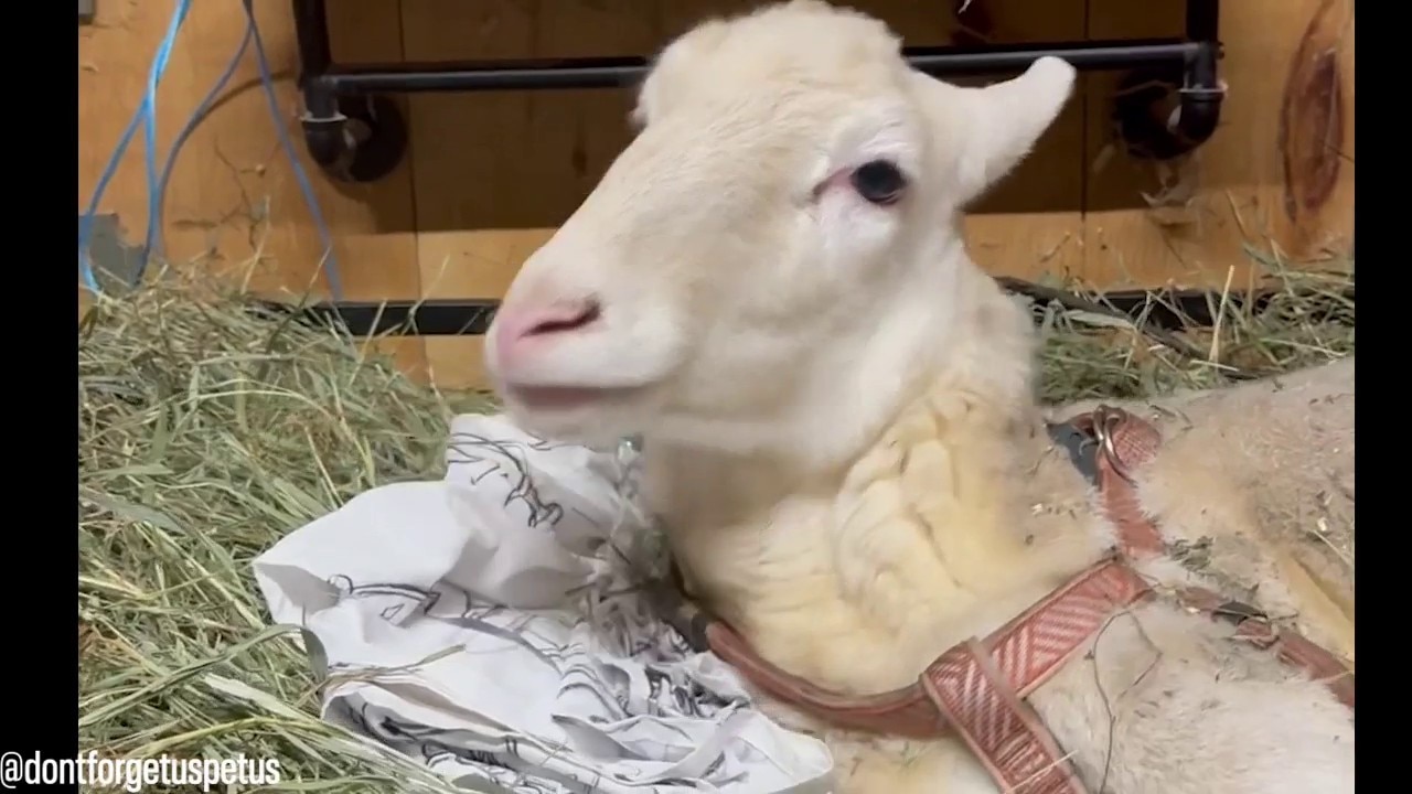 Meet Kiki the sheep, a social media star