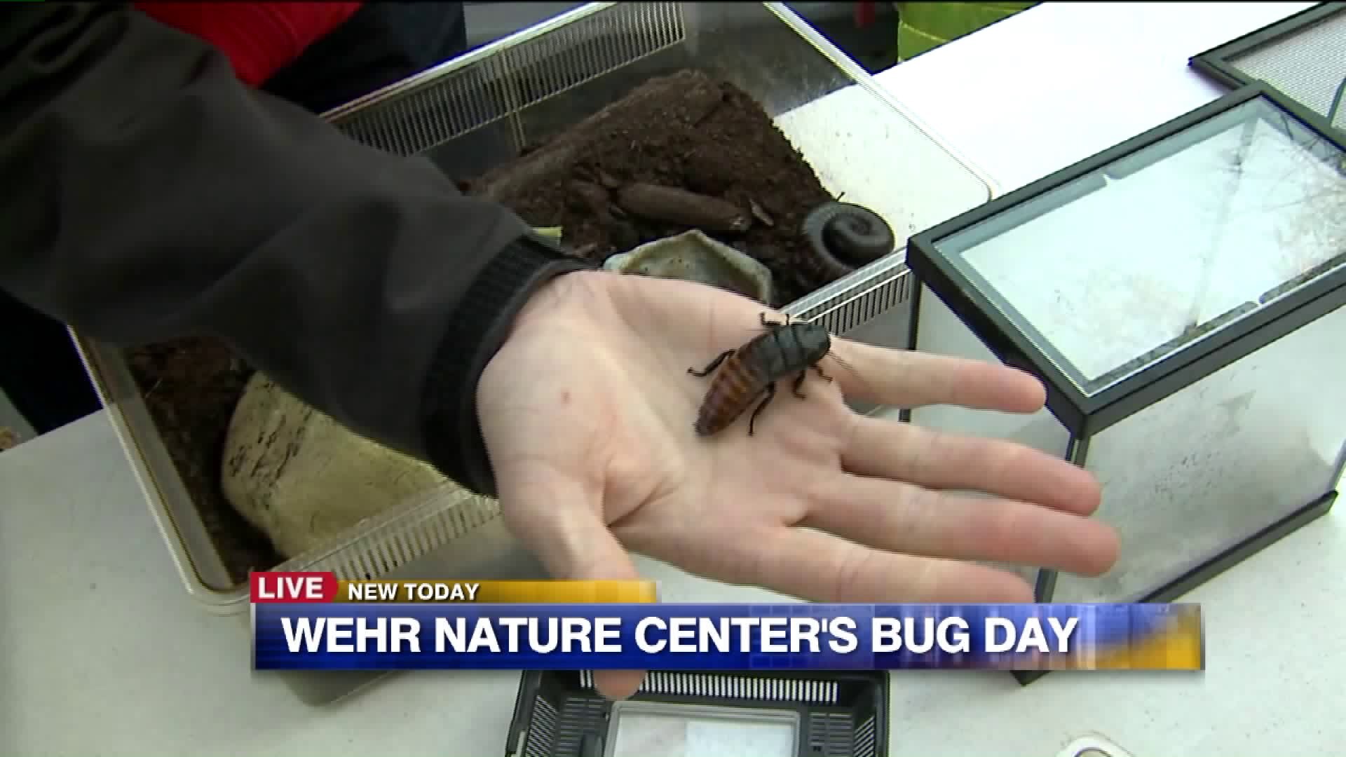 A look at the bugs