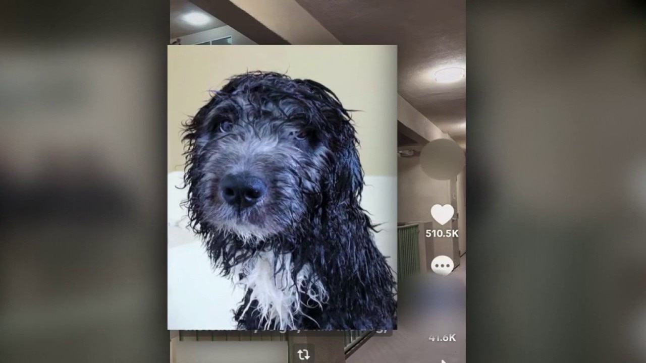 LAPD body camera video from fatal dog shooting released