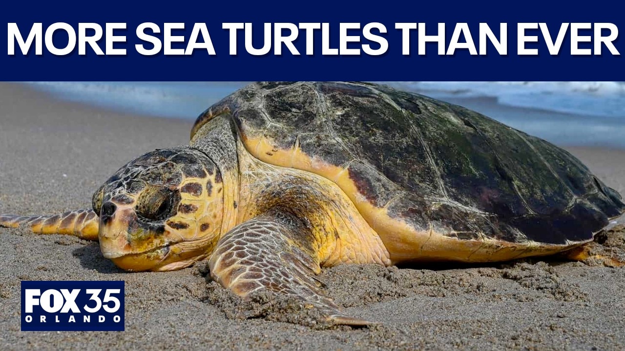 Why you see more sea turtle nests on Florida beaches