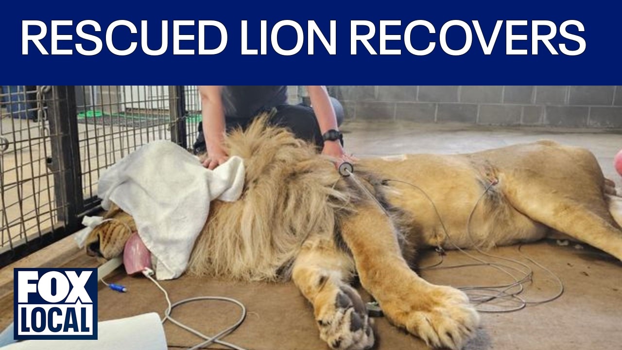 Rescued lion from Ukraine overcomes health scare 