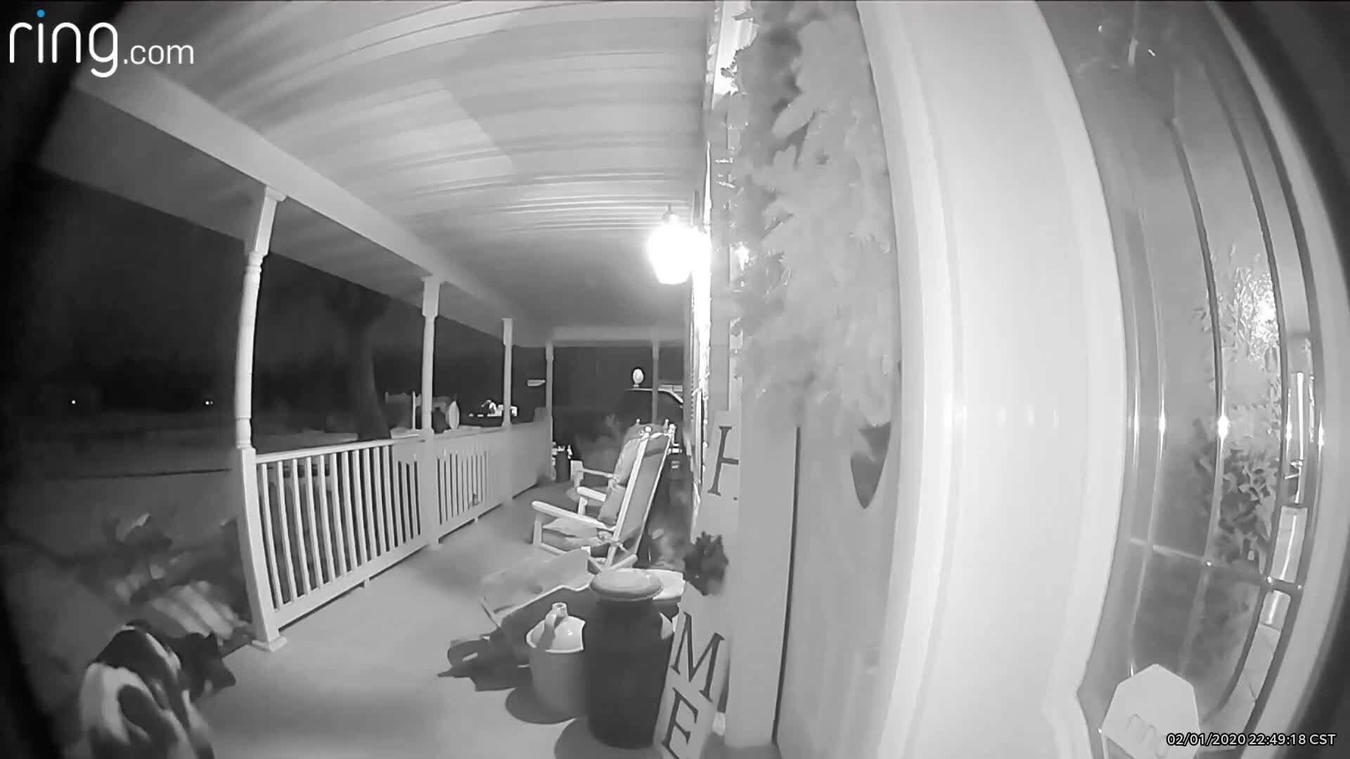 Ring camera captures cow on porch