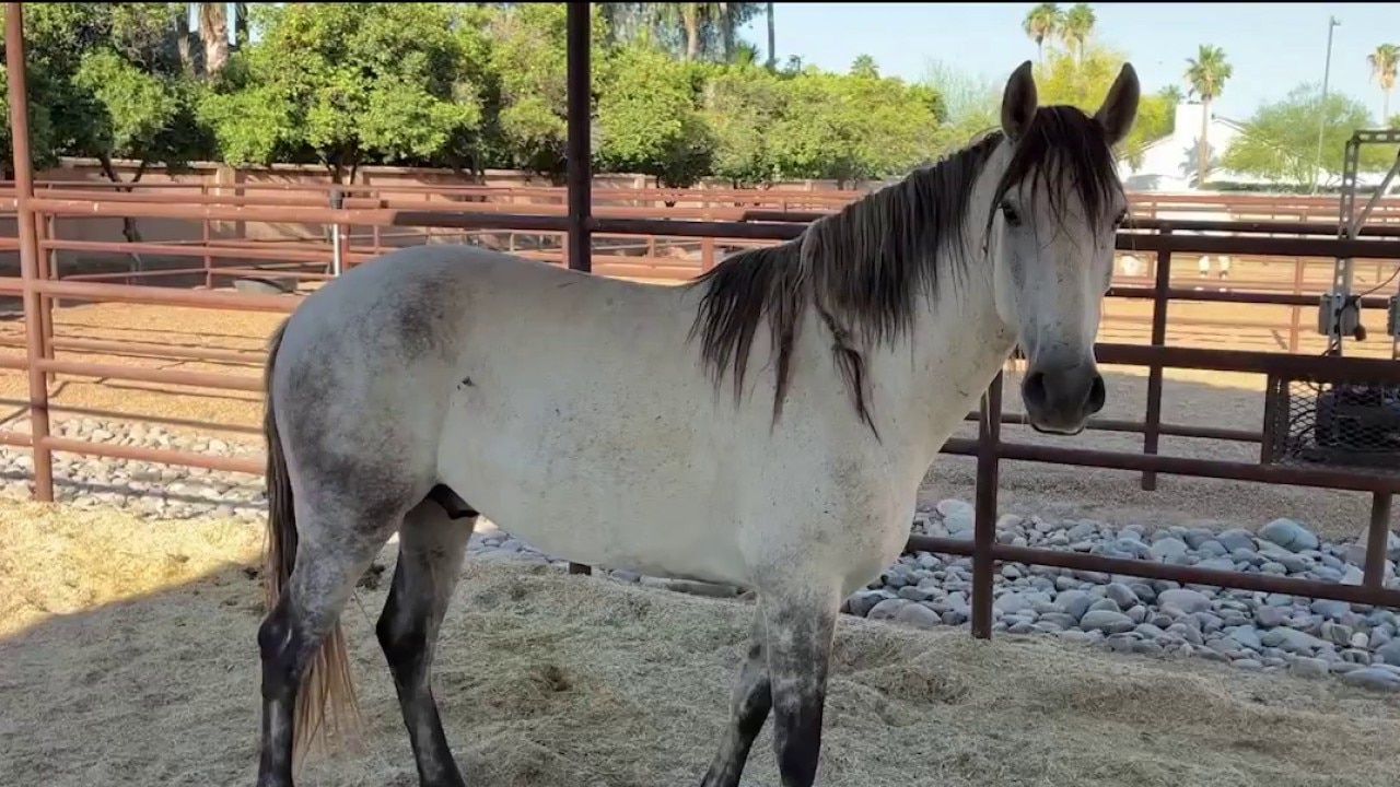 Mental health program uses equine therapy to support vets, first responders