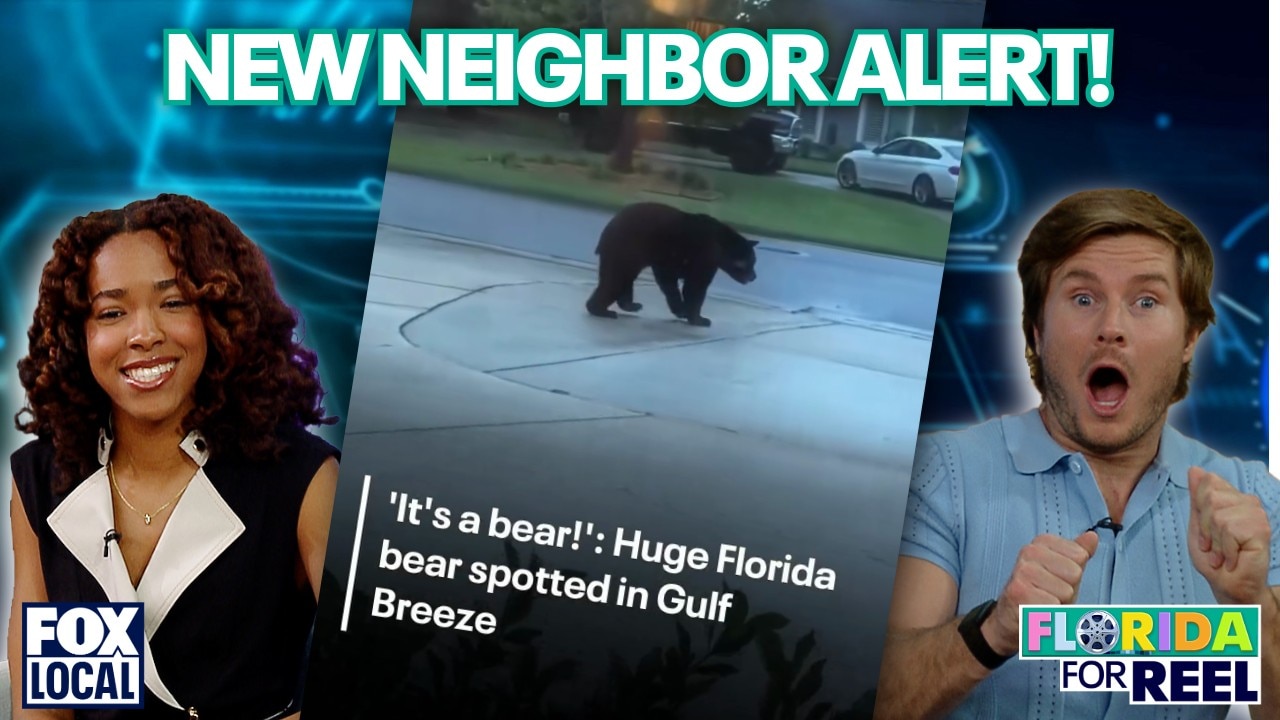 Florida bear strolls through neighborhood | Florida For Reel