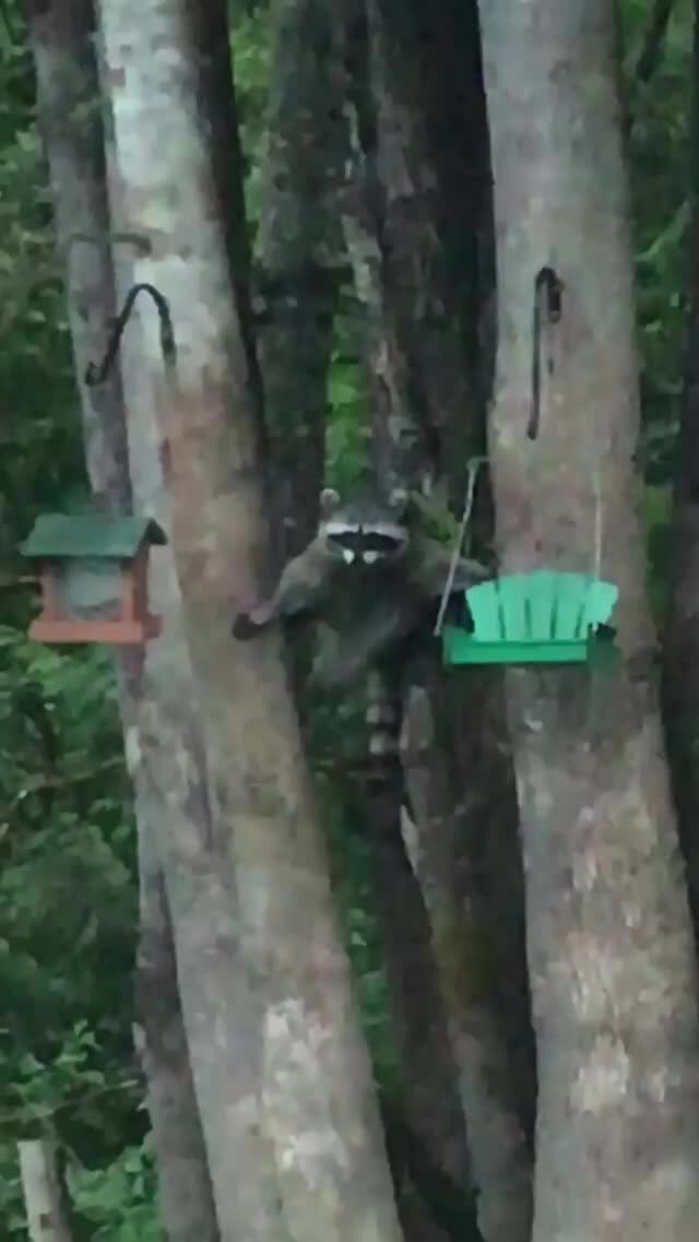 Raccoon does gymnastics to steal food from bird feeder in Snohomish