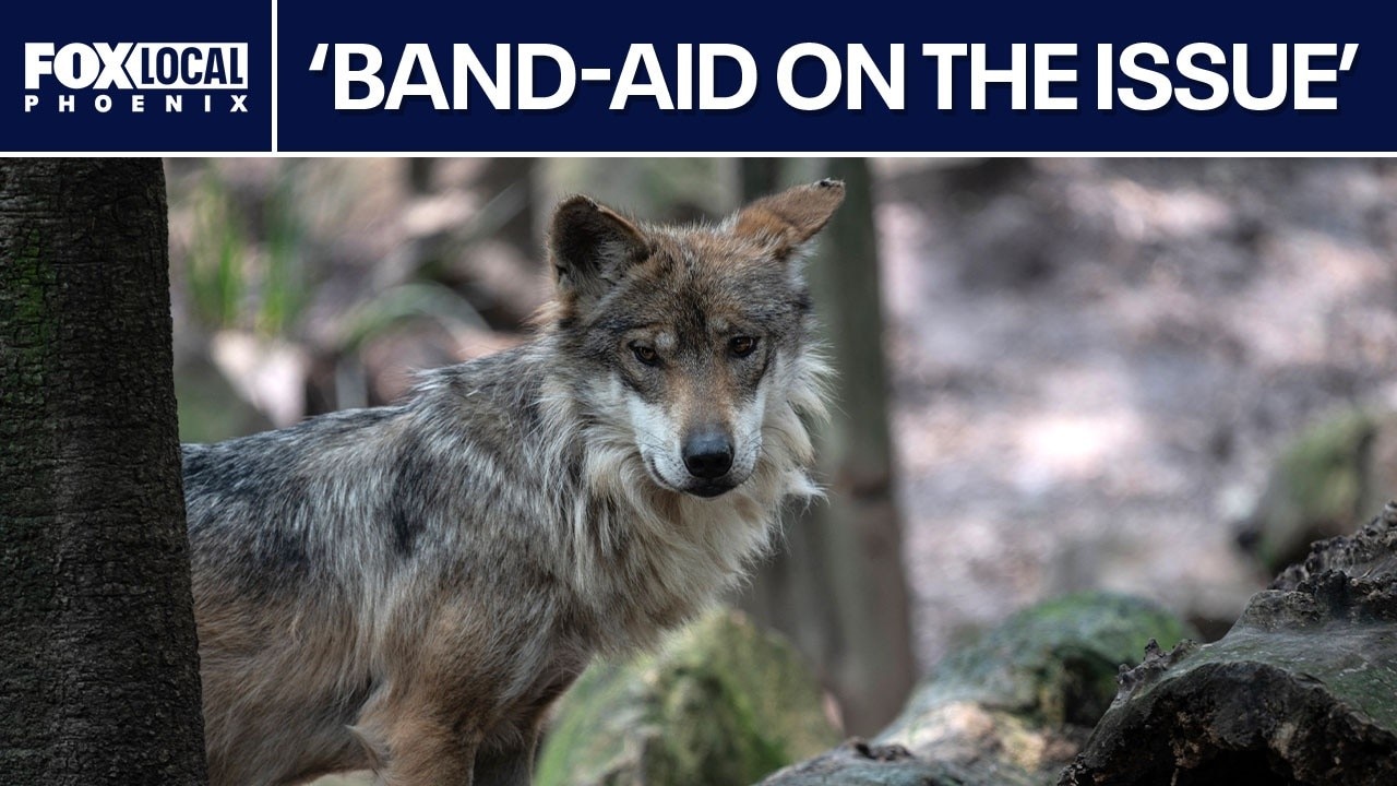 Two Mexican gray wolves targeted for removal