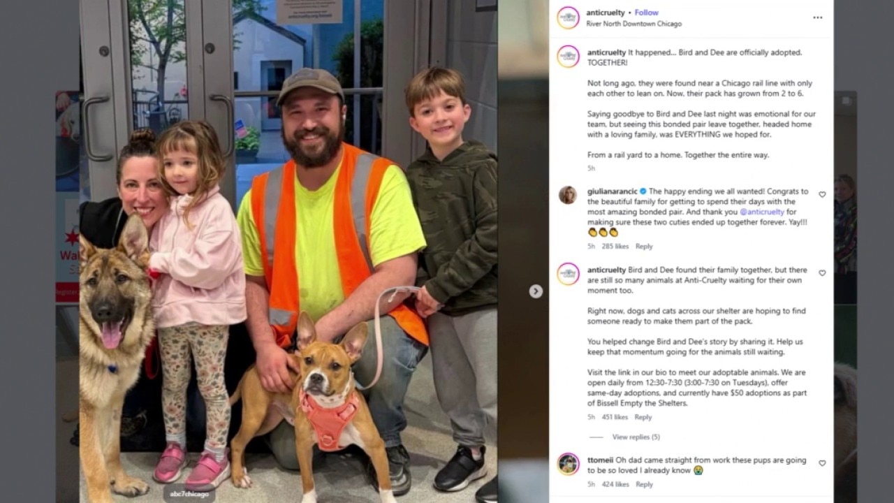 Stray dog duo who stole Chicago’s heart adopted | ChicagoLIVE