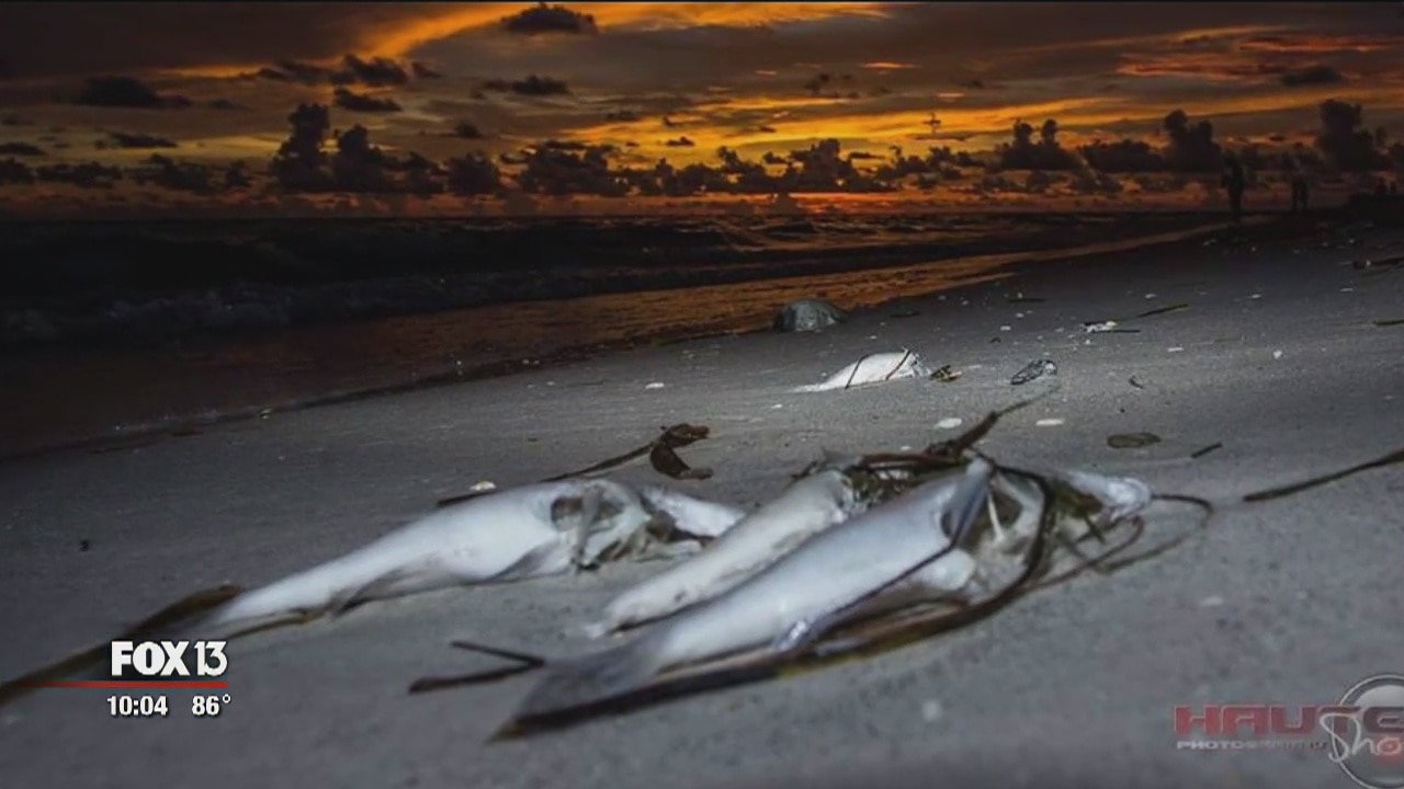 Pinellas officials on high-alert for red tide
