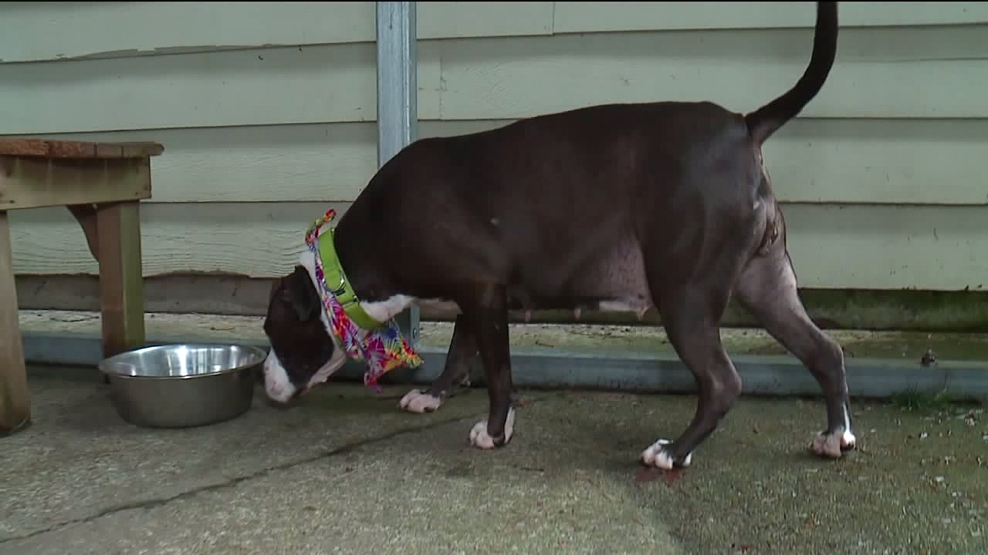 Meet Tessa! #whynotmepets 2