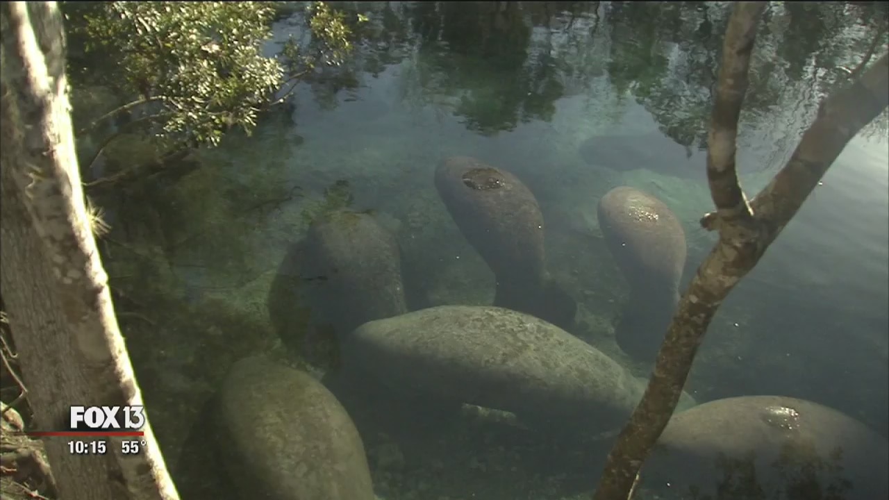 Manatees invade Three Sisters Springs
