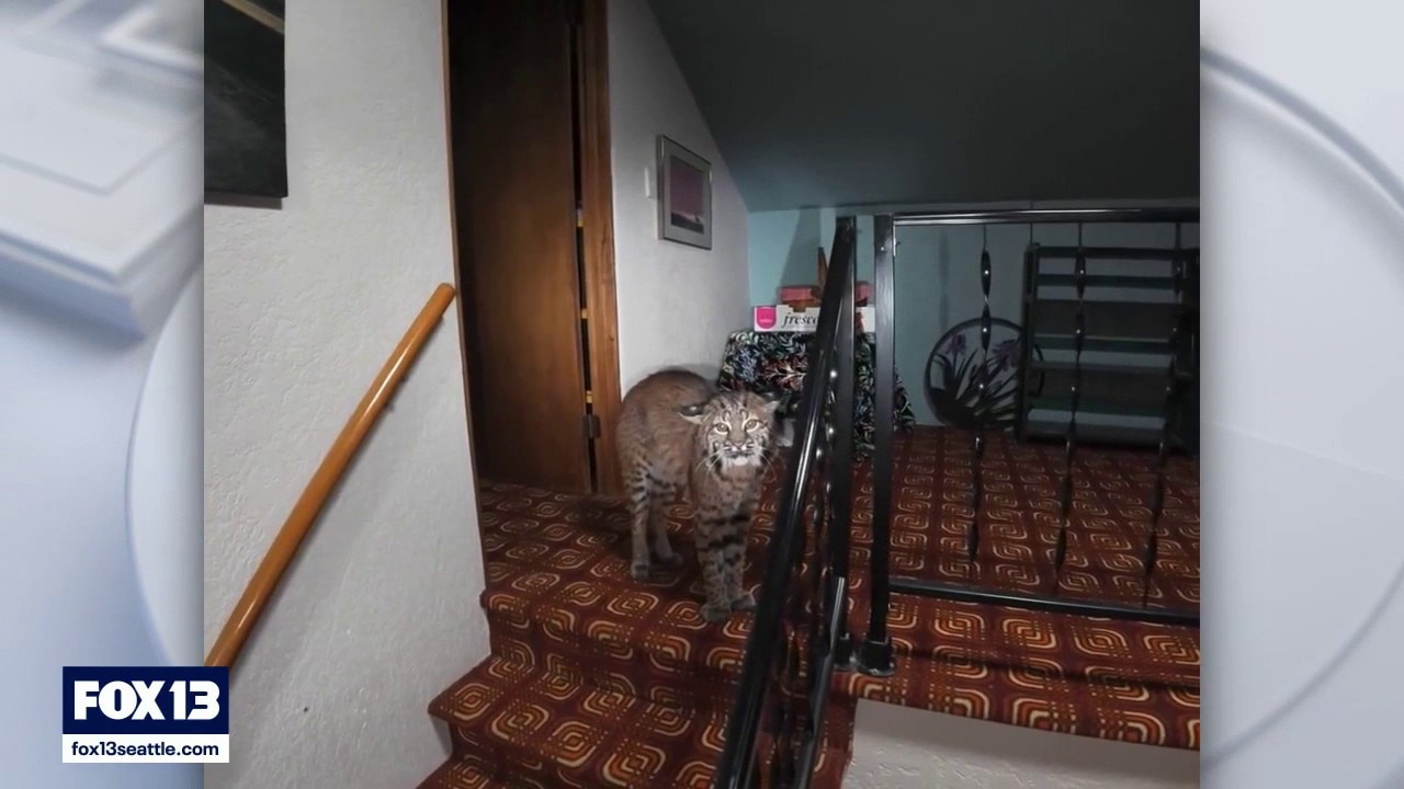 Bobcat captured on drone after entering Kirkland home