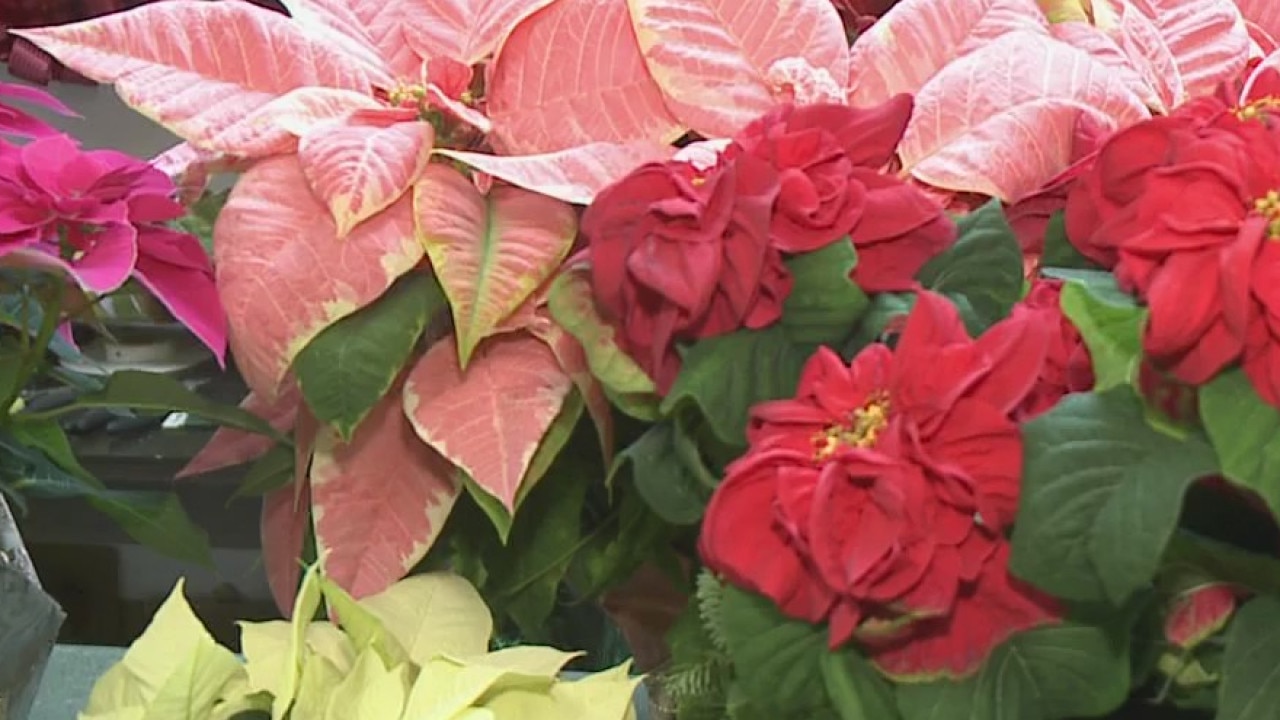 Bayside Garden Center has your holiday finishing touches