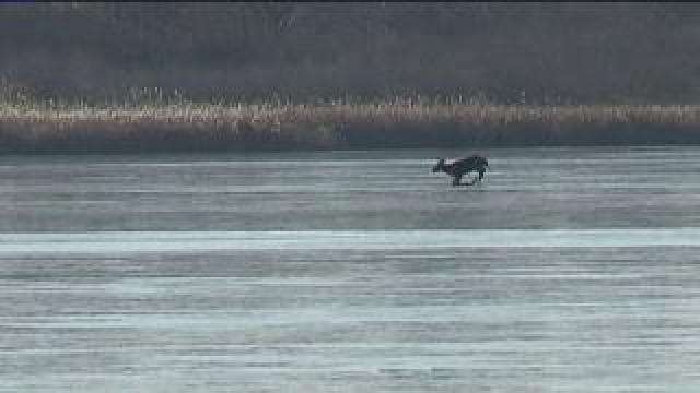 Deer stuck on ice on Tichigan Lake