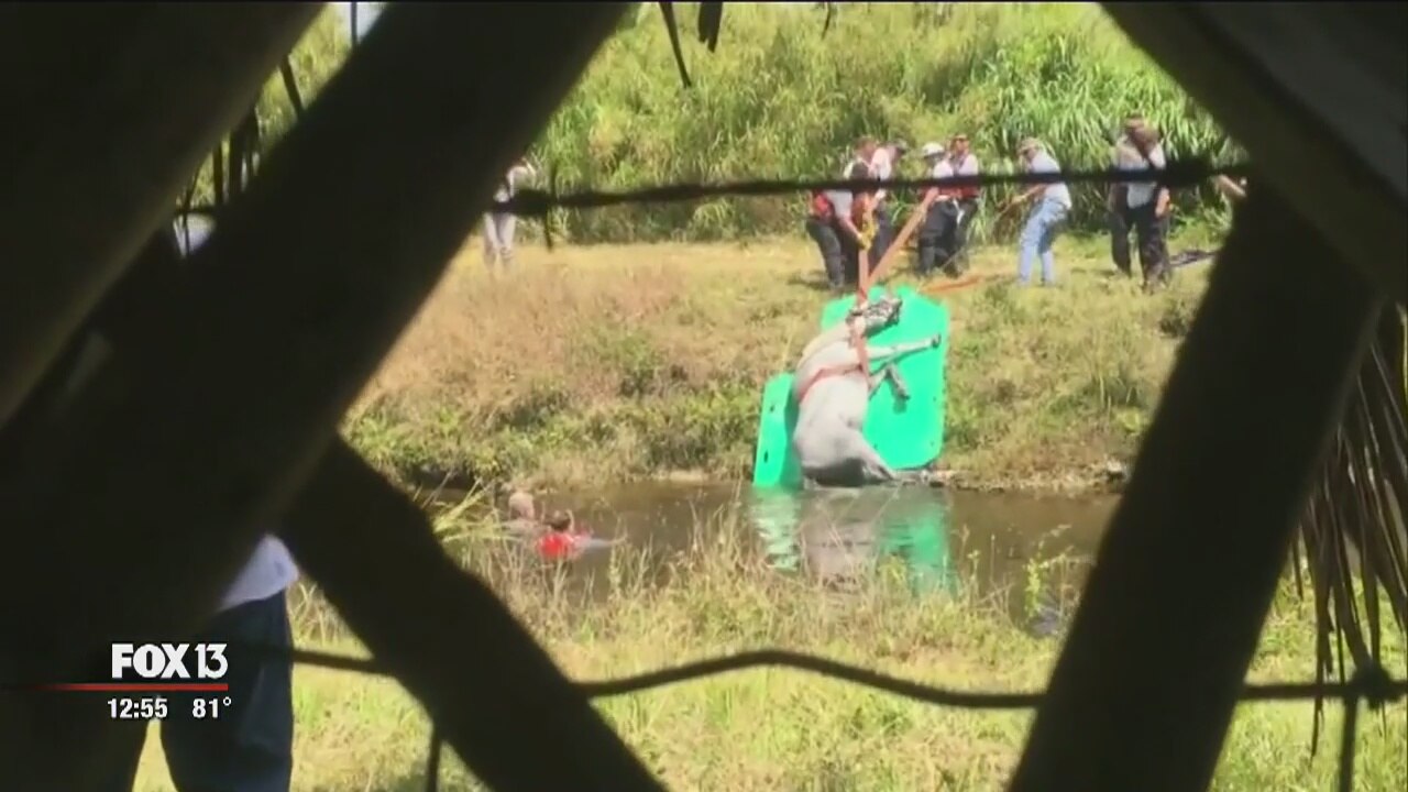 Horse rescued from canal
