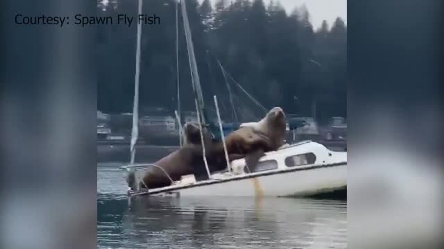 Huge sea lions spotted hanging out on a boat in Olympia