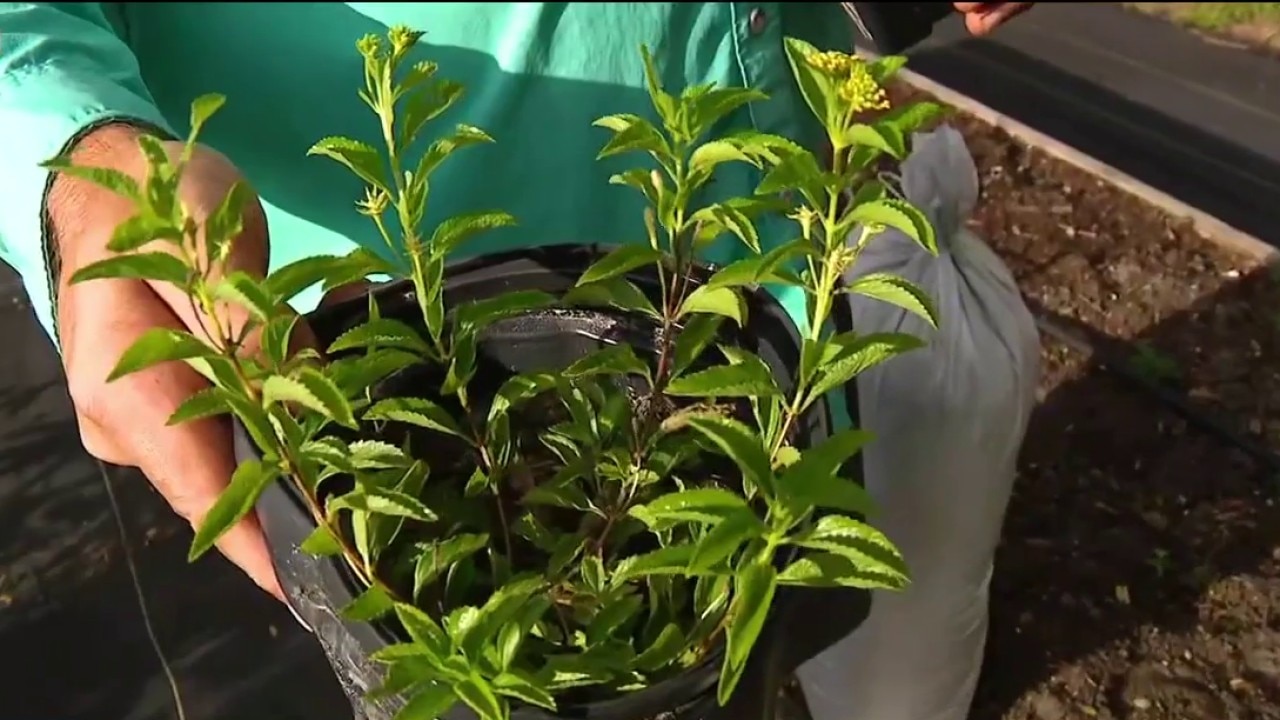 Invasive vs. native plants