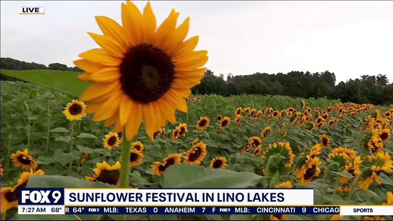 It's showtime for sunflowers