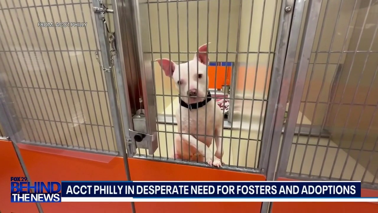 ACCT Philly in desperate need for fosters and adoptions