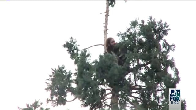Man who climed tree facing charges