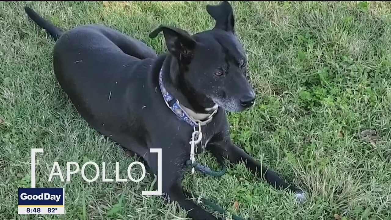 Dog of the Day: Apollo