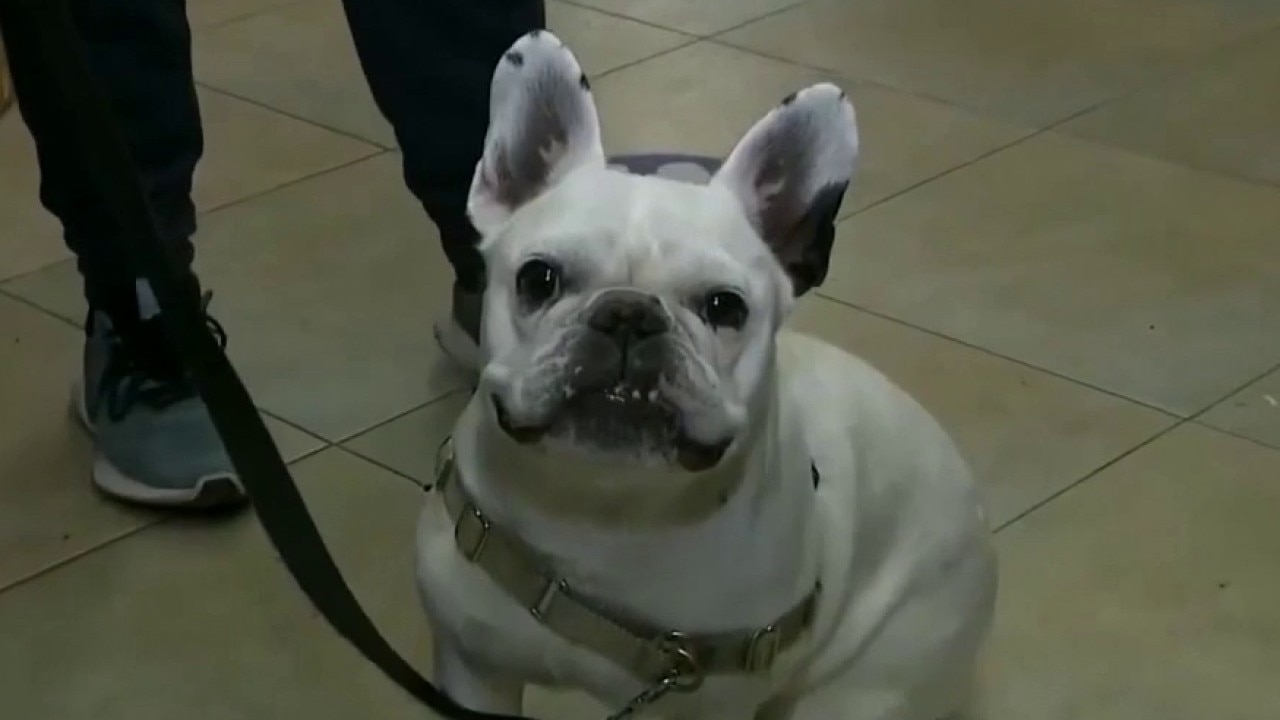 Rover data: Pet costs expected to rise 15% this year   