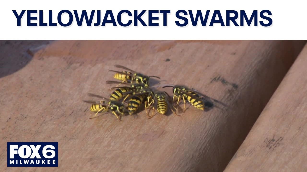 Yellowjacket swarms peak after mild winter, dry spring