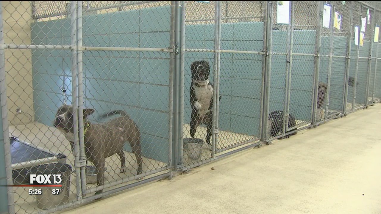 Owners encouraged to claim displaced pets