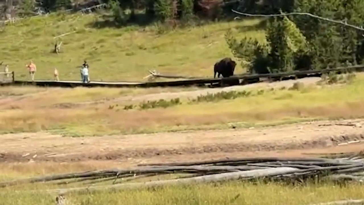 Bison chases child at Yellowstone National Park