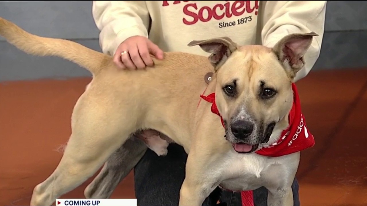 Pet of the day: Dozer