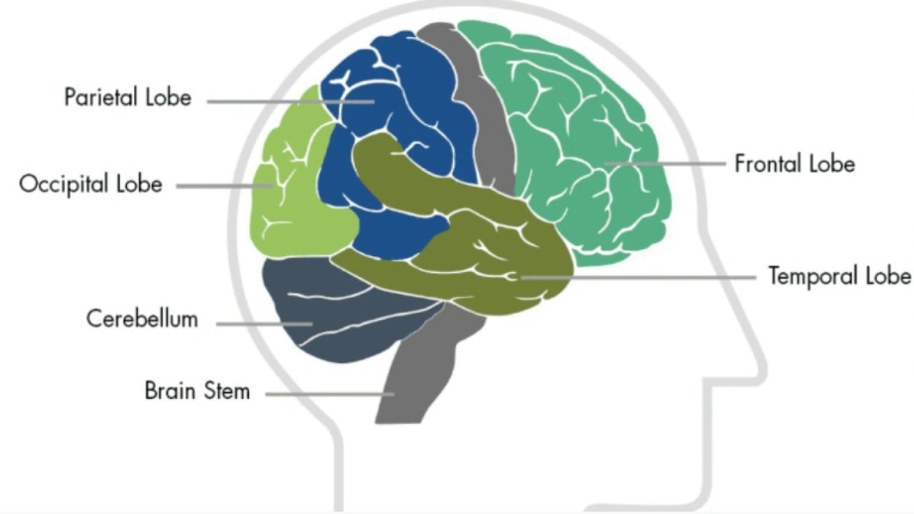 Traumatic brain injuries: The science behind them