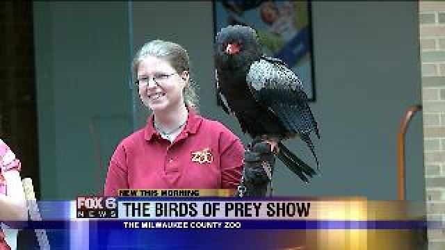 The Birds of Prey Show