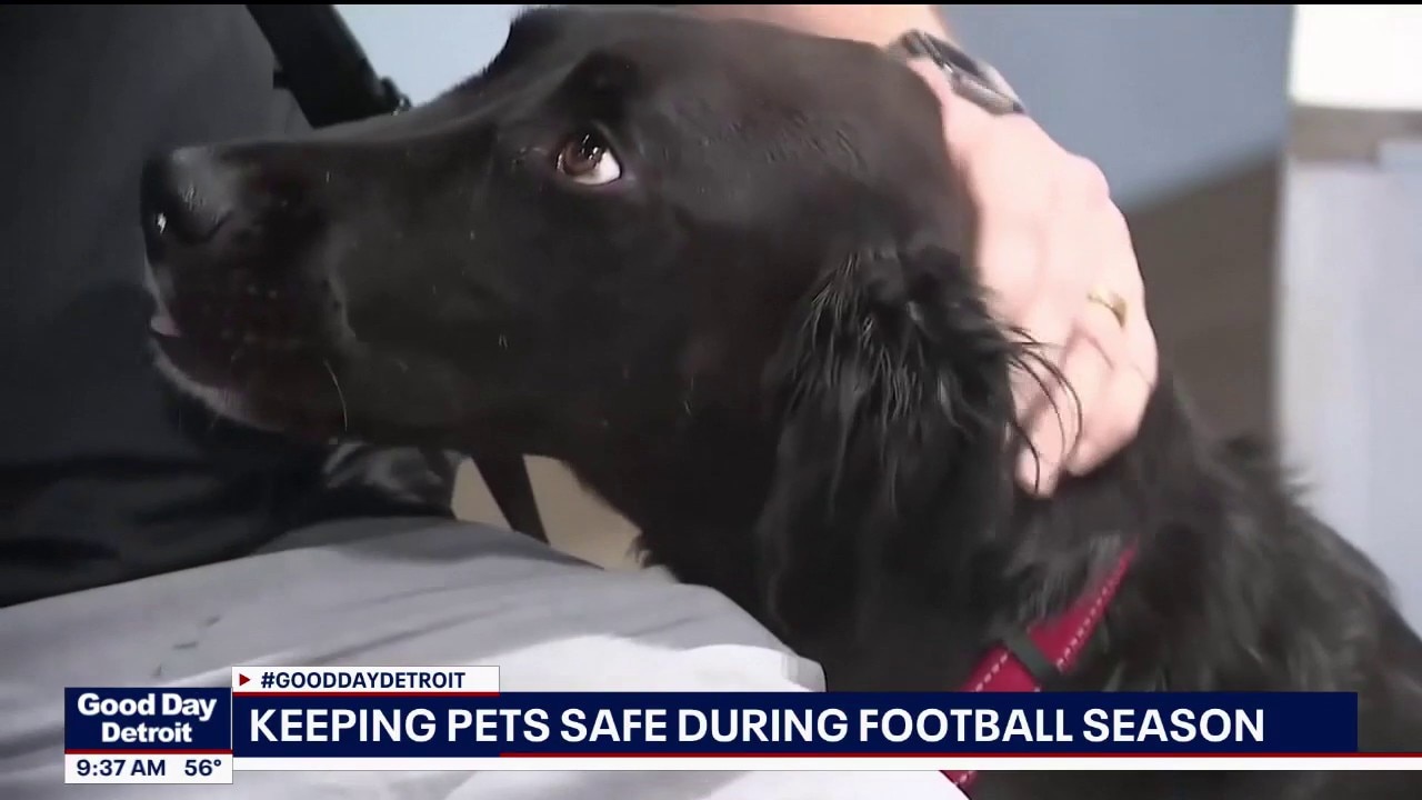 The pet safety guide for game day tailgating