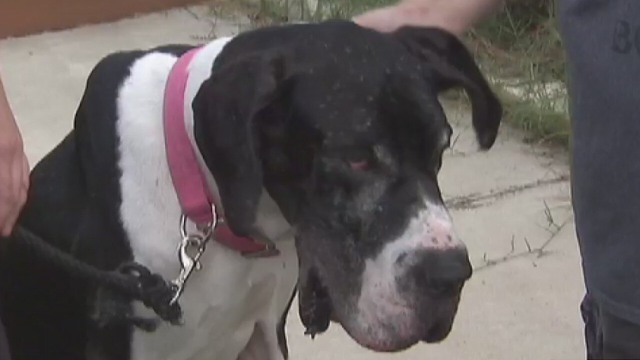 Stolen dog reunited with family