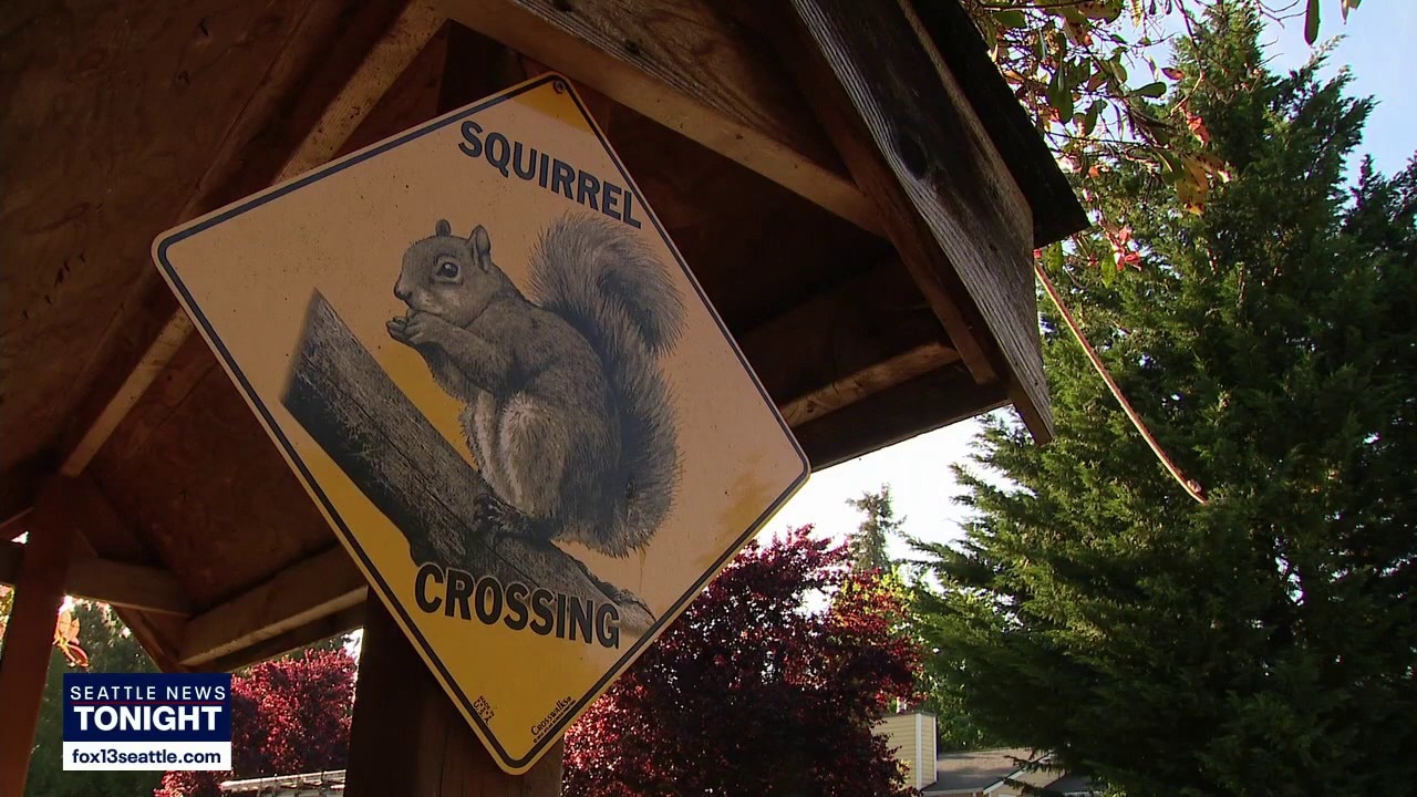 Squirrels get new Duvall street bridge