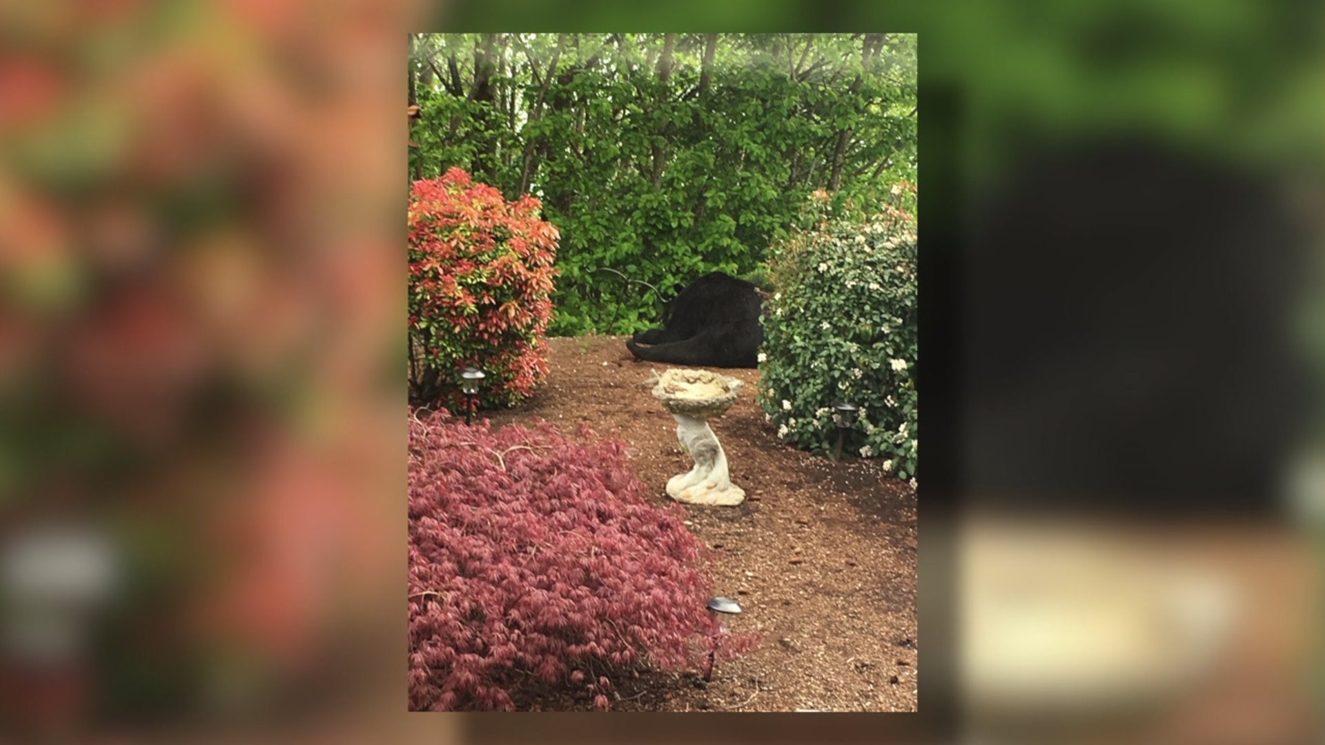 Everett bear sightings
