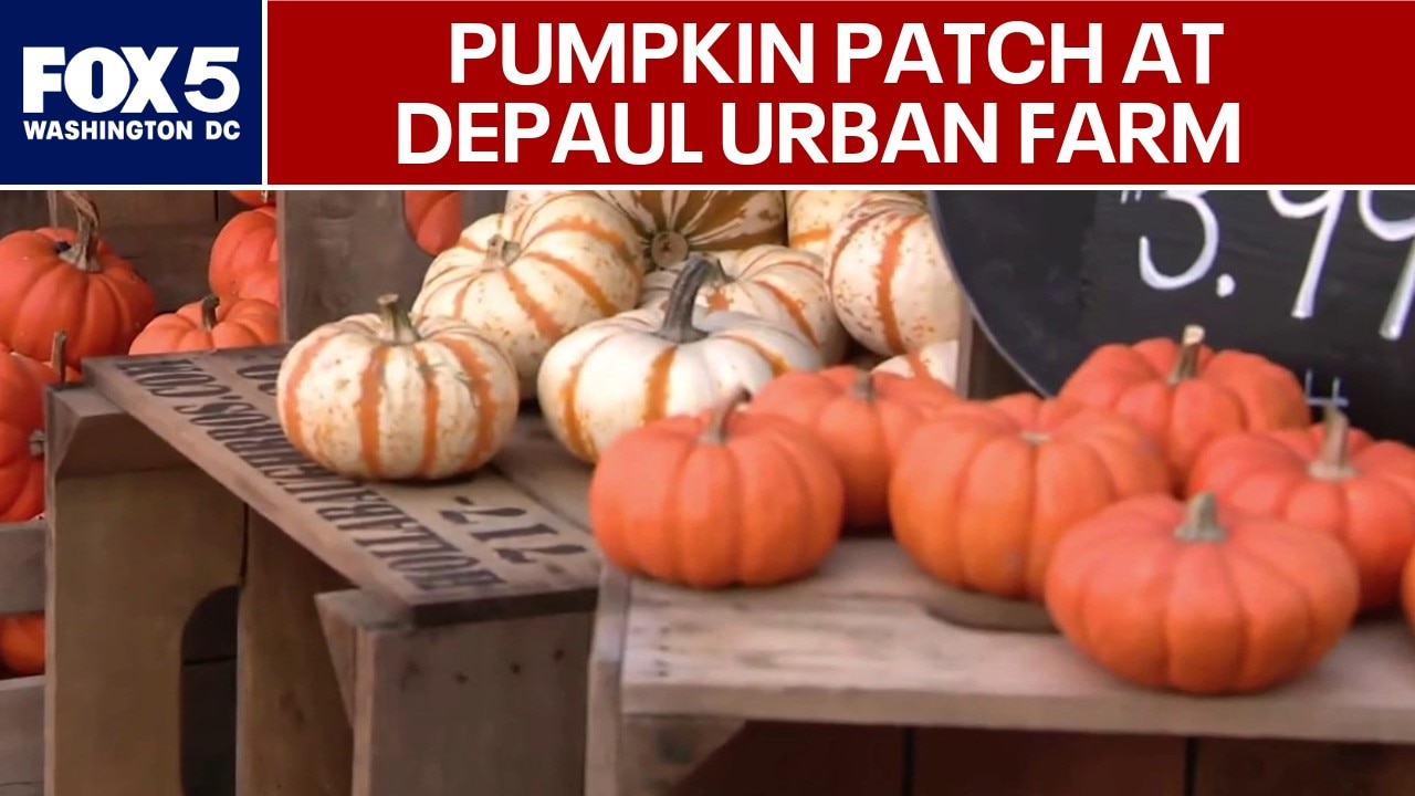 Pumpkin picking returns to DePaul Urban Farm in downtown Vienna