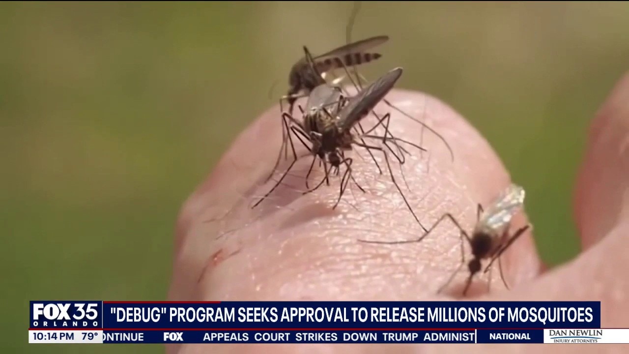 Project aims to curb dengue by releasing millions of mosquitoes