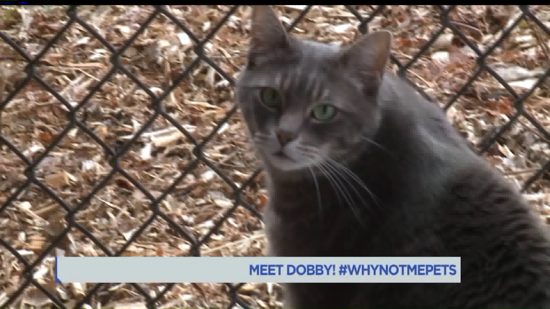 Meet Dobby! #WhyNotMePets