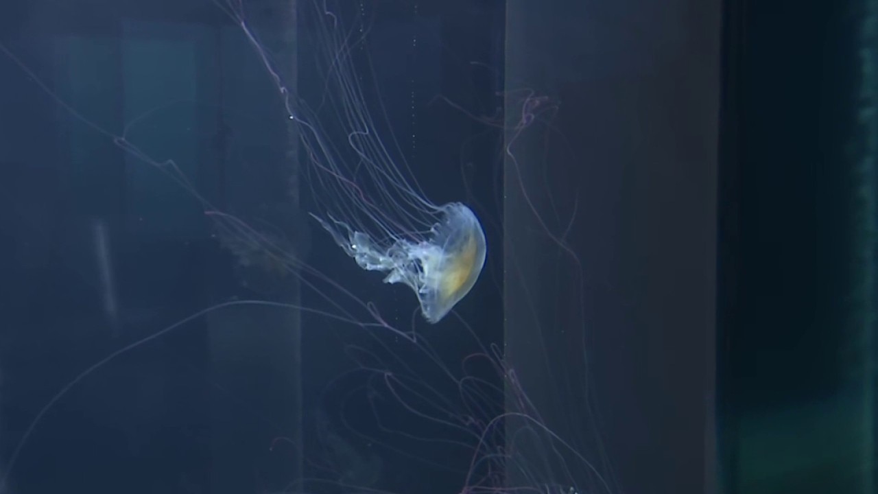 Jelly Dreamscapes exhibit opens at Aquarium of the Pacific