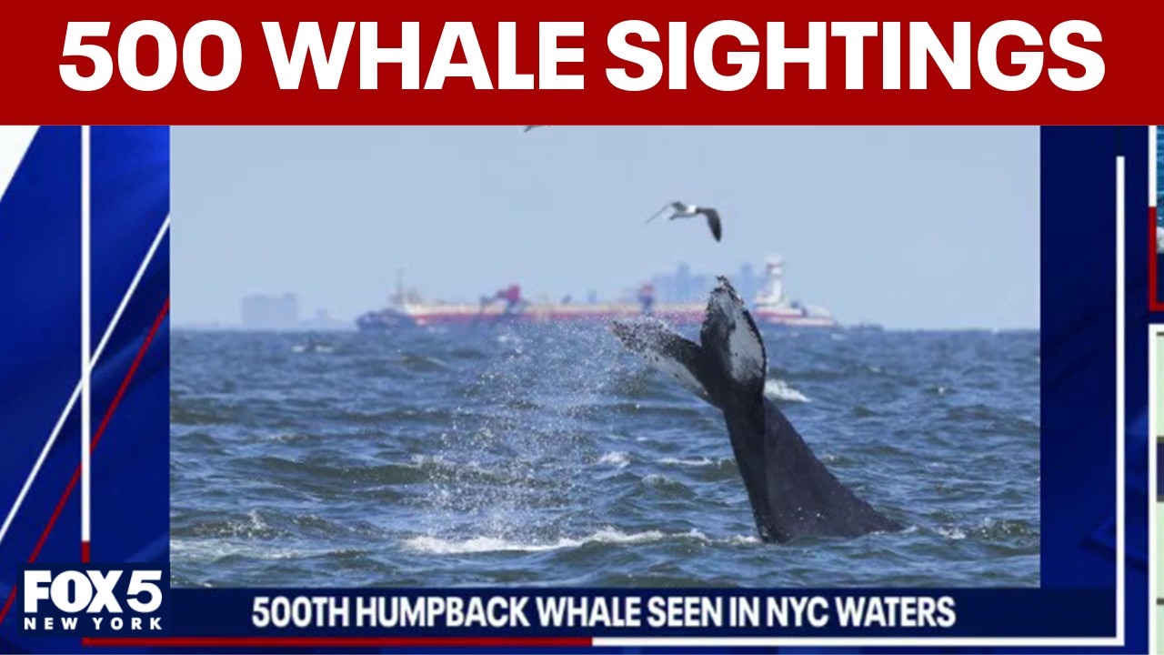 500th humpback whale seen in NYC waters