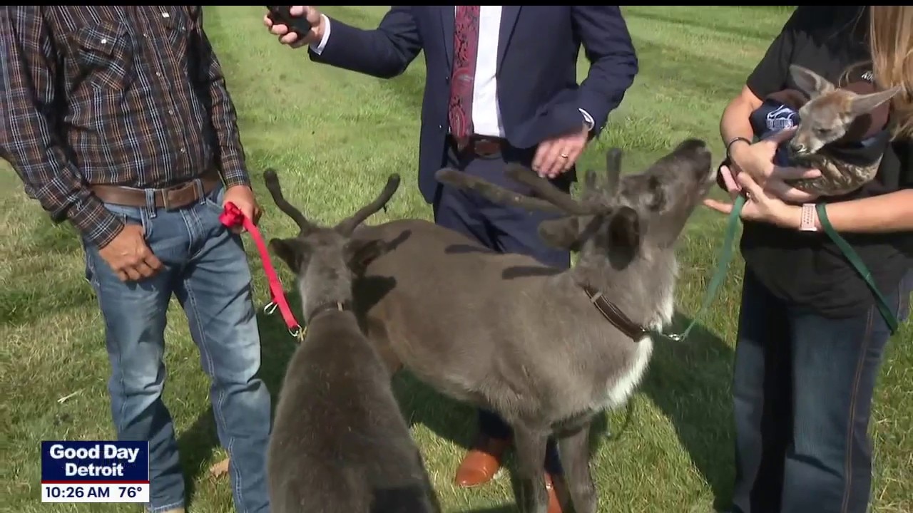 Big Dreams Ranch offers exotic animal experiences in St. Clair County