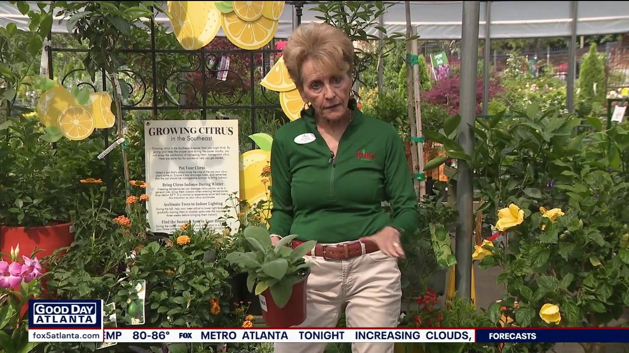 Pike Nurseries gives tips on heat-tolerant plants