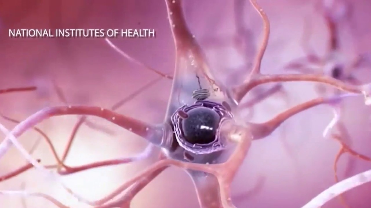Alzheimer's & Brain Awareness Month: early warning signs