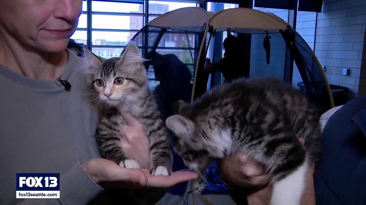 Cats take over Seattle City Hall for adoption event