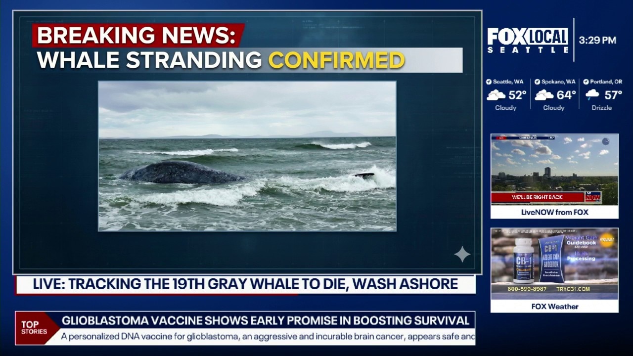 19th dead grey whale found in Washington