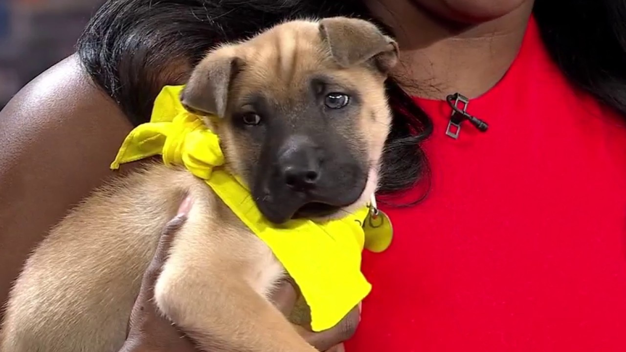 You'll Barley contain your excitement for PAWS Chicago 