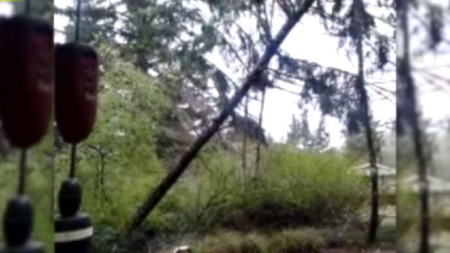 Wind blows tree down